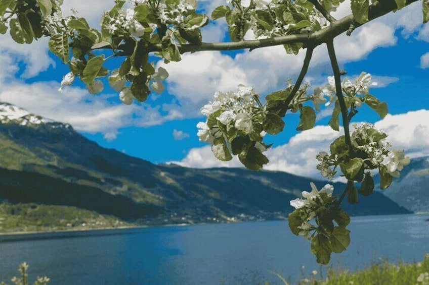 Hardangerfjord