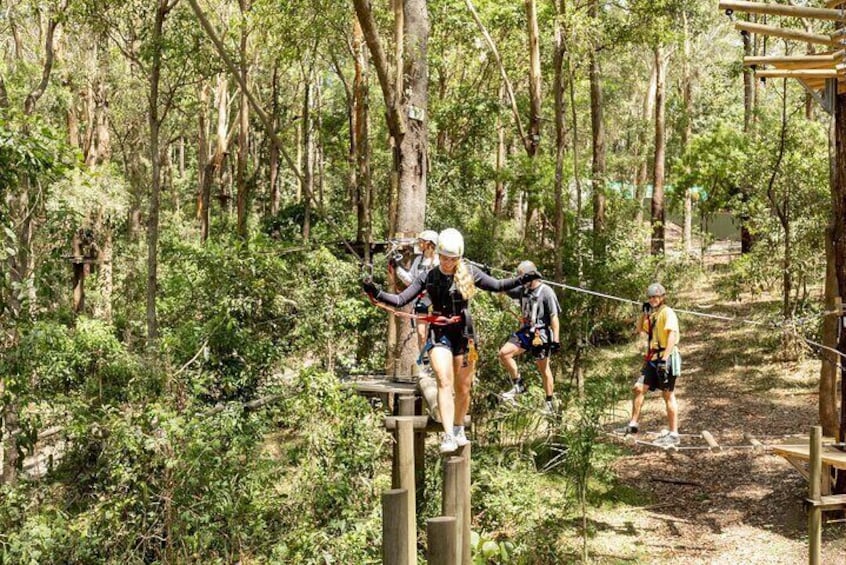 TreeTop Challenge Currumbin Wildlife Park