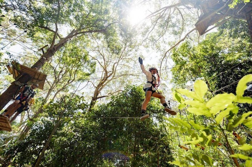 TreeTop Challenge Currumbin Wildlife Park