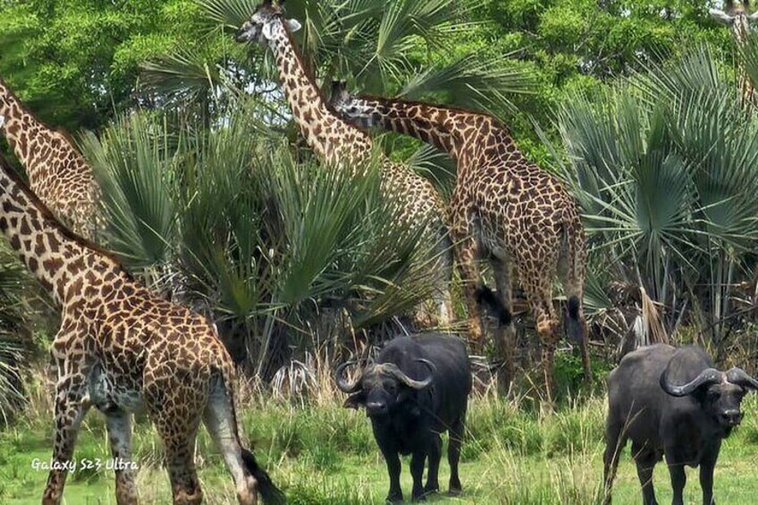 Walk With Giants – Giraffe Experience in Katavi National Park
Get up close with the tallest mammals on Earth in one of Tanzania’s most untouched parks. Katavi is home to graceful towers of giraffes 