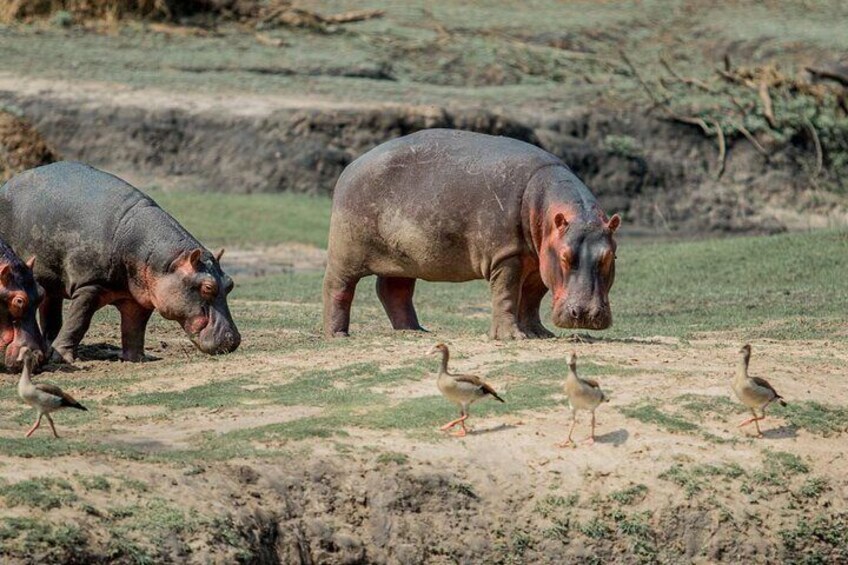 Katavi’s Hippo Haven – Nature’s Giants at Rest
A true icon of Katavi, these massive hippos are often seen lounging in cool, muddy pools or packed together in sun-drenched rivers