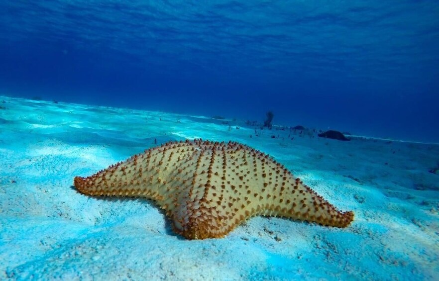 From Cozumel: 3 Reefs Boat Tour with Drinks and Snorkeling
