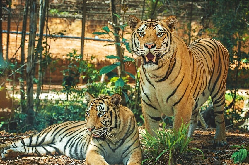 Entry Ticket: Vinpearl Safari Phu Quoc