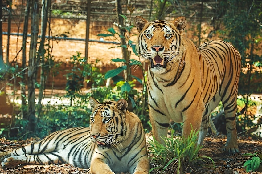 Entry Ticket: Vinpearl Safari Phu Quoc