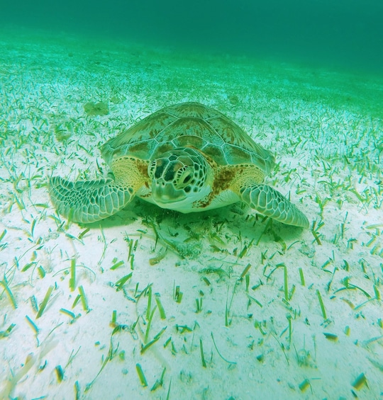 Picture 8 for Activity Cozumel: Starfish, Stingrays, and Turtle Bay Snorkeling Tour
