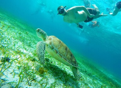 Cozumel: Starfish, Stingrays, and Turtle Bay Snorkeling Tour