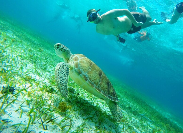 Cozumel: Starfish, Stingrays, and Turtle Bay Snorkeling Tour