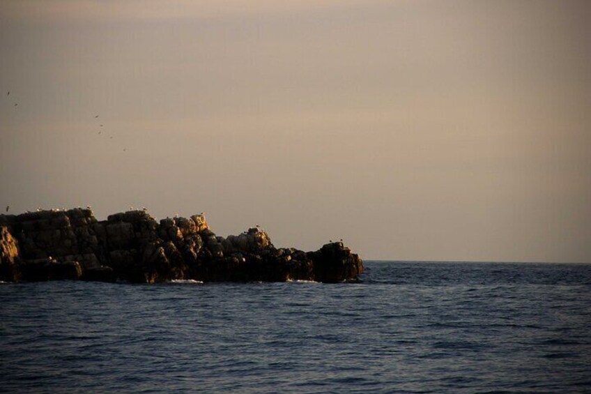 Mrkan Island’s rocky coast serves as a natural lookout for resting seabirds