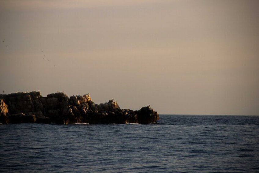 Mrkan Island’s rocky coast serves as a natural lookout for resting seabirds