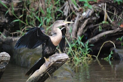 2-turspakke – kanotur og tur med skilpaddehekker 
