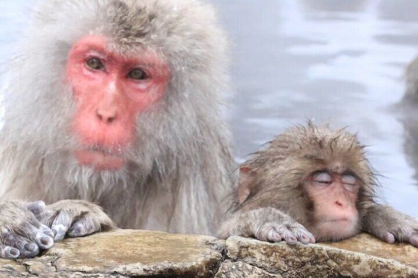 Nagano Snow Monkey Park With Beef Sukiyaki And Gods Wine Tour