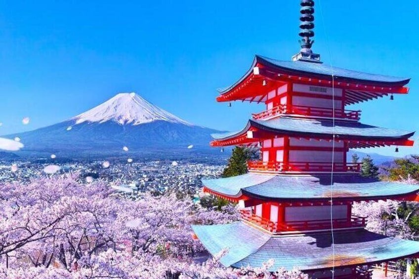 Beautiful cherry blossoms in spring at Arakurayama Sengen Park