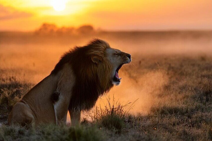 A big yawn after a long rest. This King is now ready for action. Taken in Masai Mara National Reserve. 