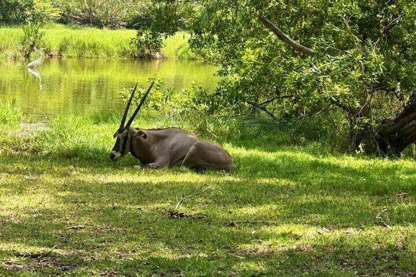 Haller park, Mombasa