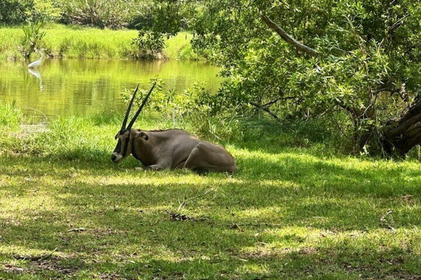 Haller park, Mombasa