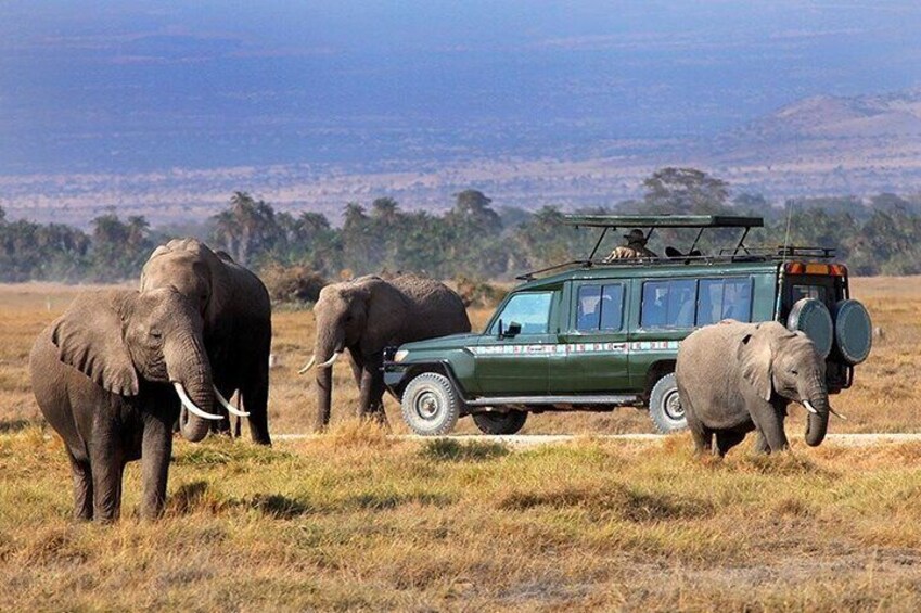 Game drive moments in Masai Mara
