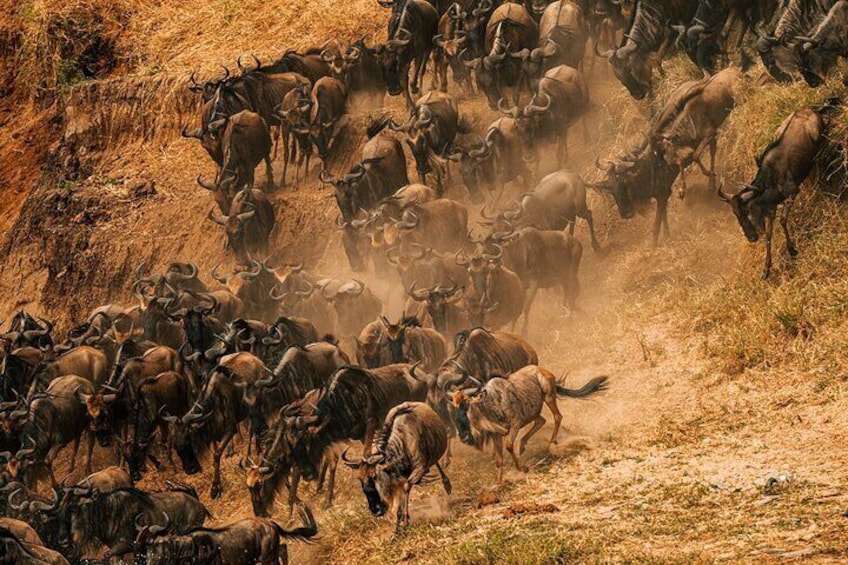 The 8th wonder of the world-The Great Wildebeest in Maasai Mara.