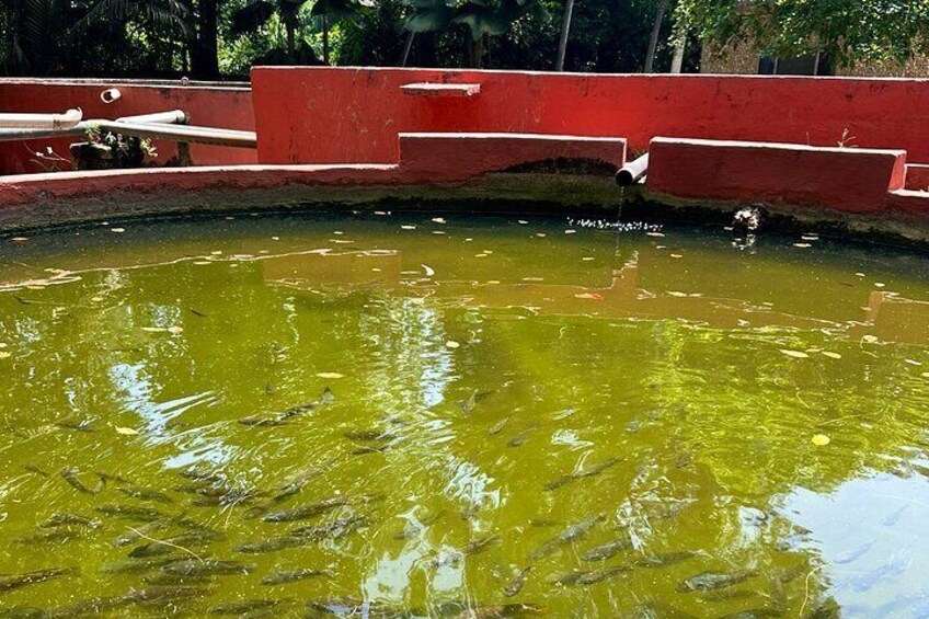 Haller park, Mombasa