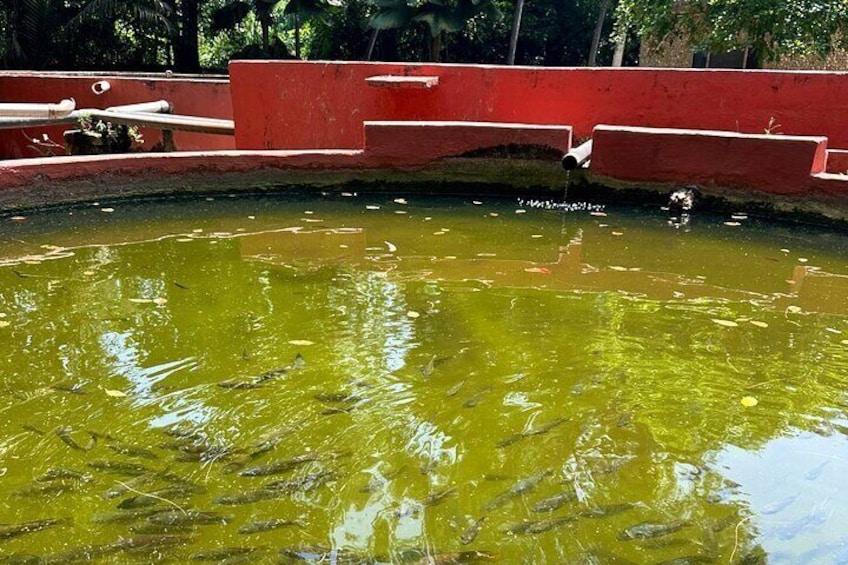 Haller park, Mombasa