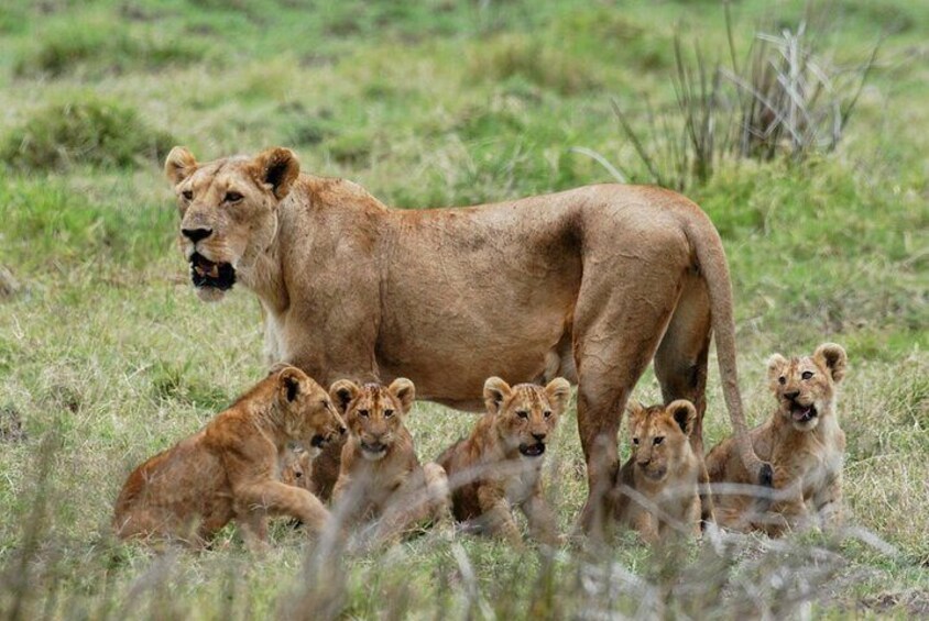 3 Days Mikumi Safari Adventures by Ferry from Zanzibar