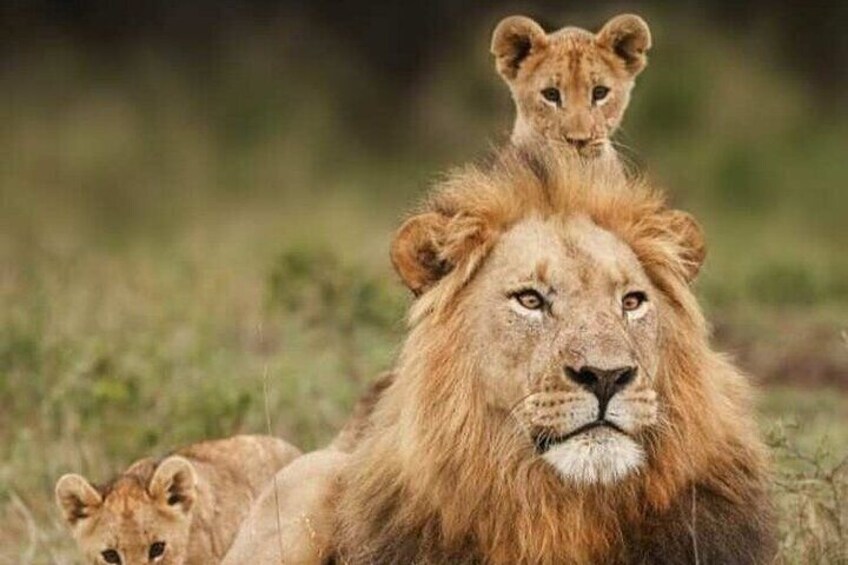 3 Days Mikumi Safari Adventures by Ferry from Zanzibar 