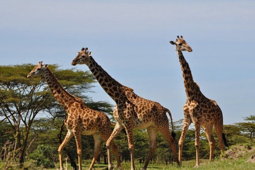 3 Days Mikumi Safari Adventures by Ferry from Zanzibar
