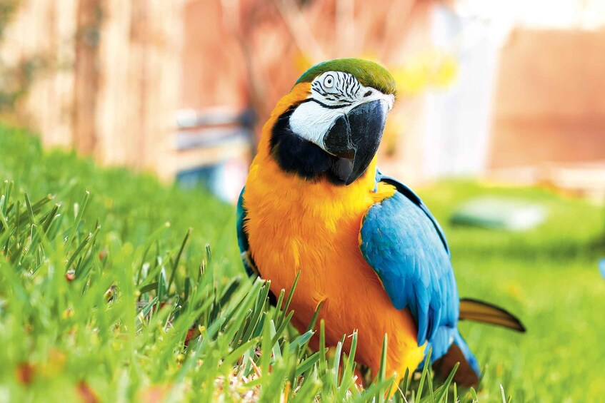 Picture 2 for Activity Benidorm: Mundomar Animal Park Entrance Ticket
