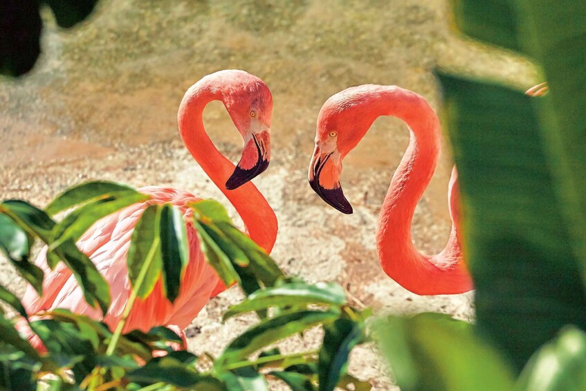 Picture 12 for Activity Benidorm: Mundomar Animal Park Entrance Ticket