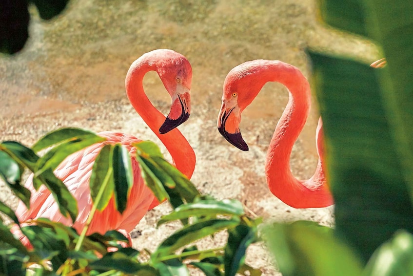 Picture 12 for Activity Benidorm: Mundomar Animal Park Entrance Ticket