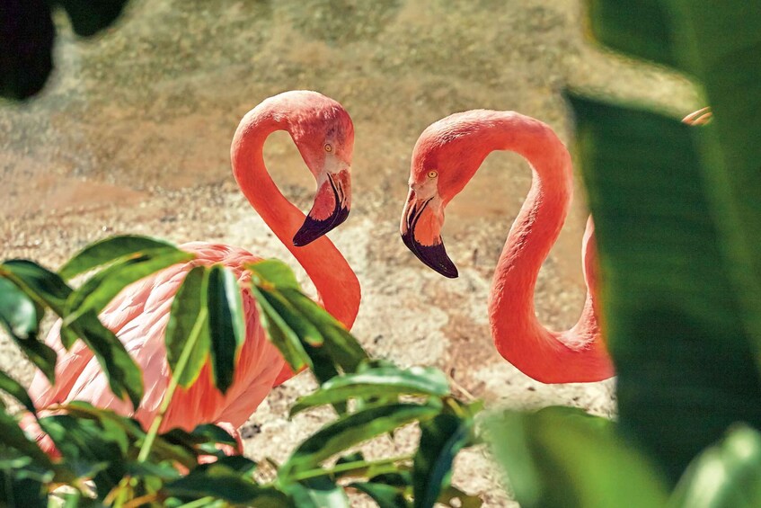 Picture 5 for Activity Benidorm: Mundomar Animal Park Entrance Ticket