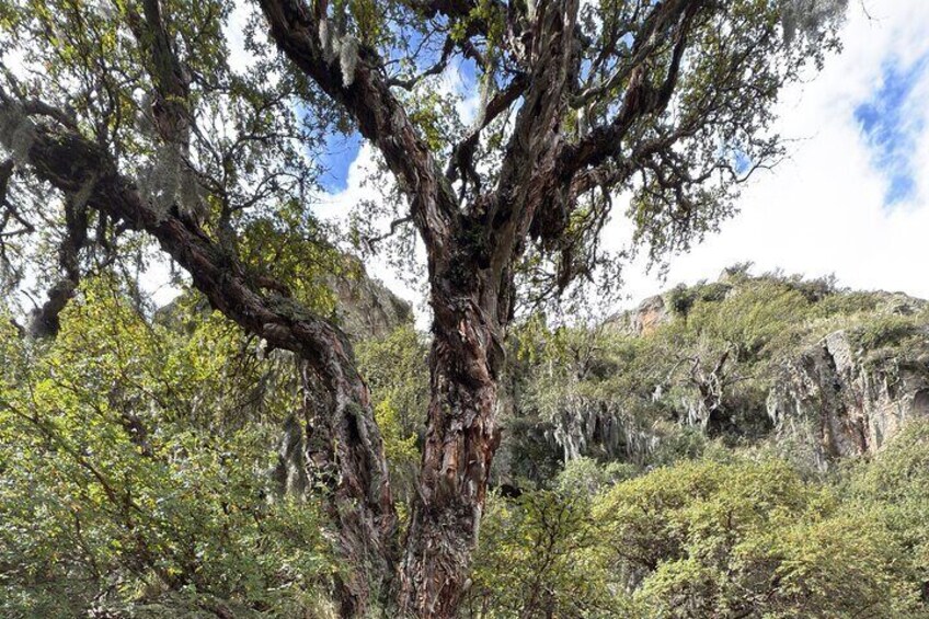Discover the Magic of the Mountain Trekking Sightings and Rest