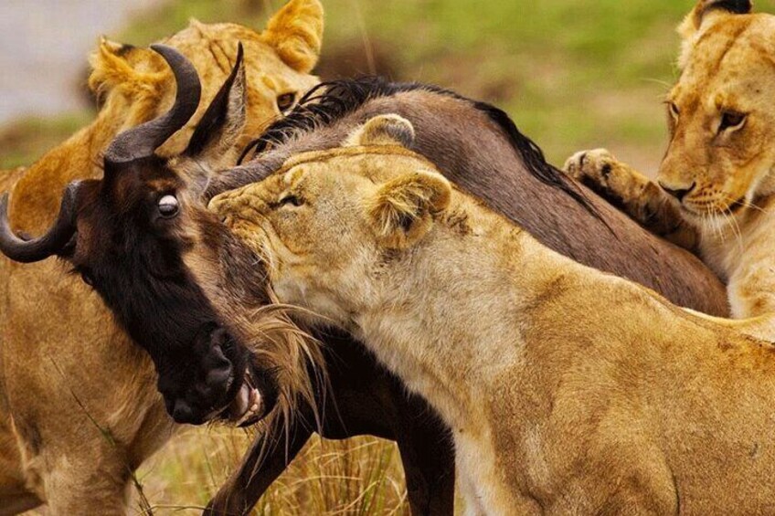 4 Days Masai Mara and Lake Nakuru 4X4 Jeep Camping Safari