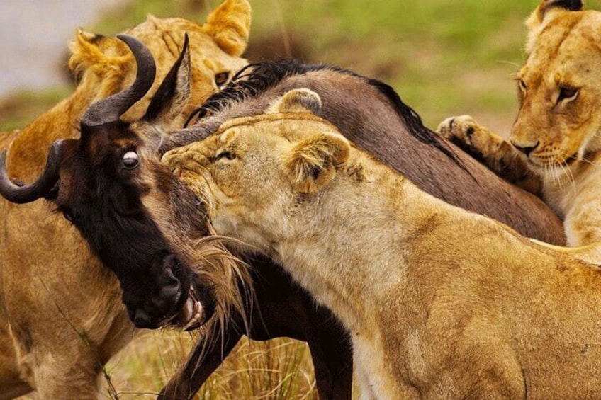 4 Days Masai Mara and Lake Nakuru 4X4 Jeep Camping Safari