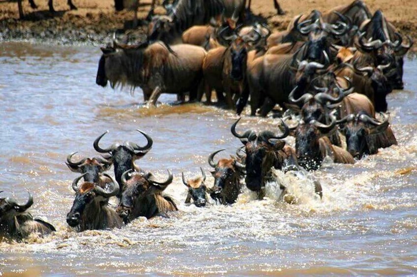 4 Days Masai Mara and Lake Nakuru 4X4 Jeep Camping Safari