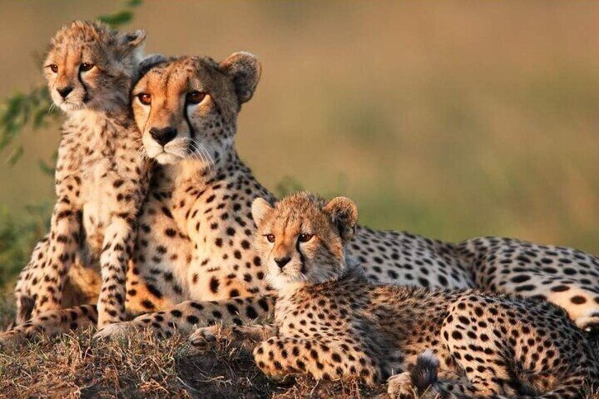 4 Days Masai Mara and Lake Nakuru 4X4 Jeep Camping Safari