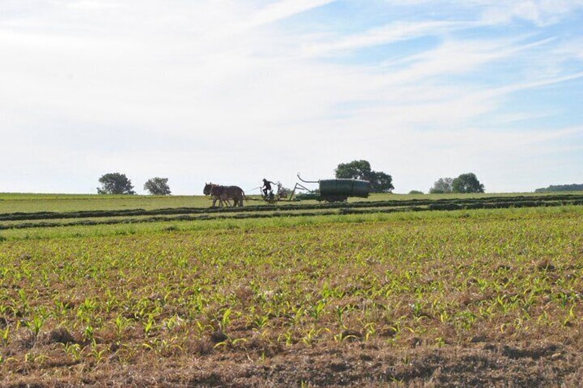 Amish Farmlands Tour