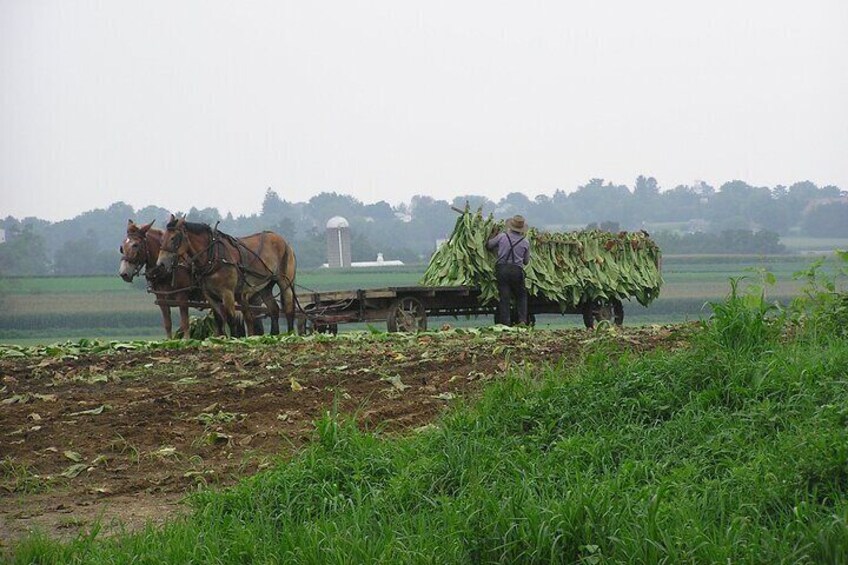 Amish Farmlands Tour
