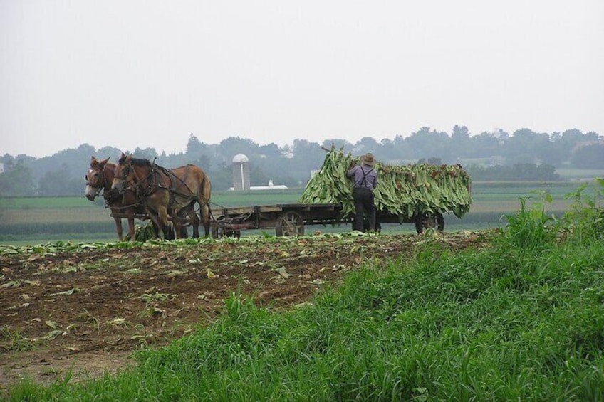 Amish Farmlands Tour