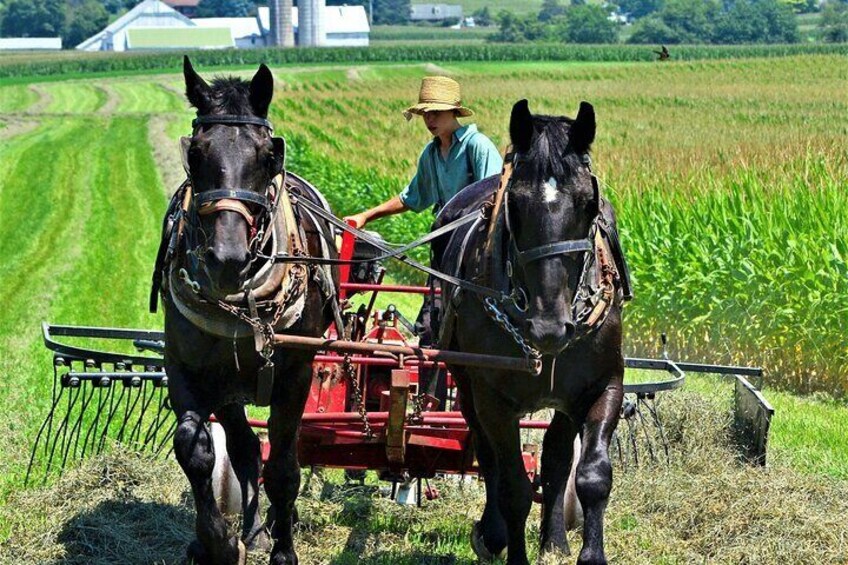 Amish Farmlands Tour
