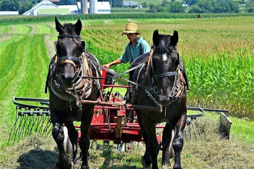Amish Farmlands Tour