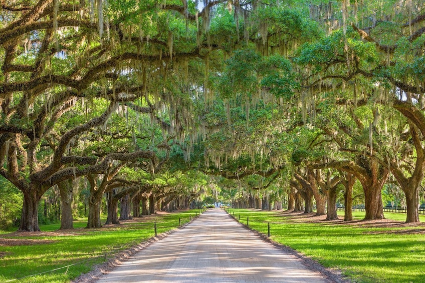 Boone Hall Plantation Tour with Transportation