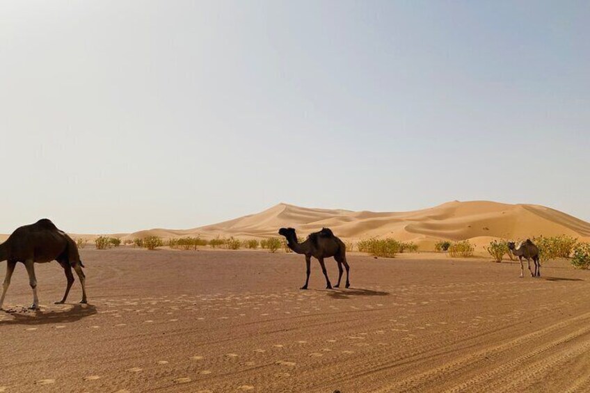 Private 5 Day Marrakech Luxury Car Adventure from Casablanca