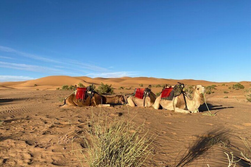 Private 5 Day Marrakech Luxury Car Adventure from Casablanca