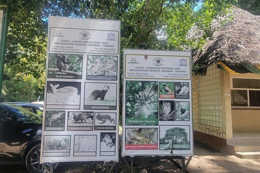 Jozani Forest and Kuza Cave Private Tour