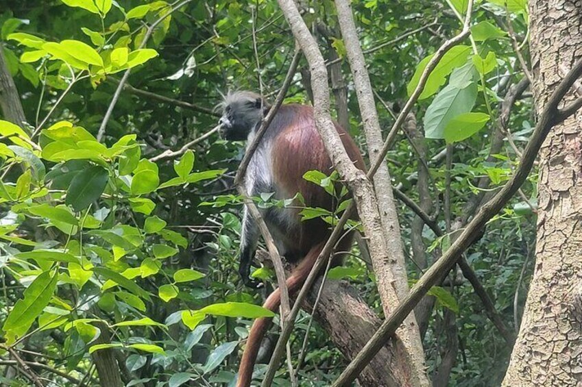 Jozani Forest and Kuza Cave Private Tour