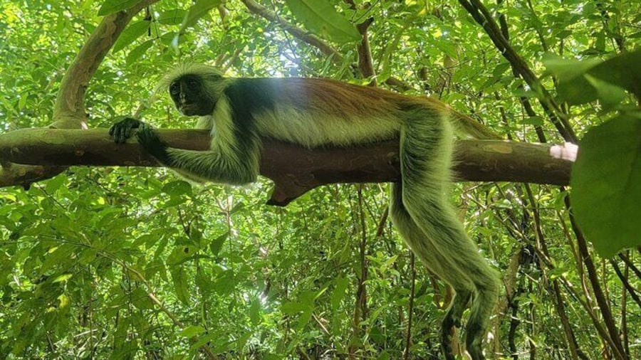 Jozani Forest and Kuza Cave Private Tour