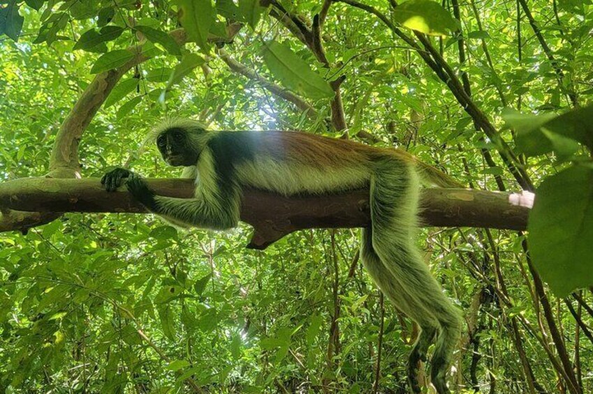 Jozani Forest and Kuza Cave Private Tour