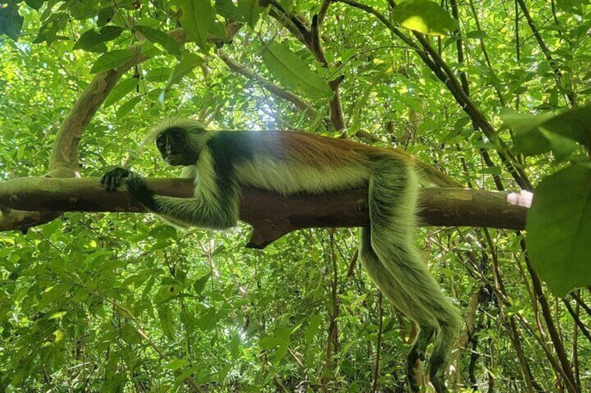 Jozani Forest and Kuza Cave Private Tour