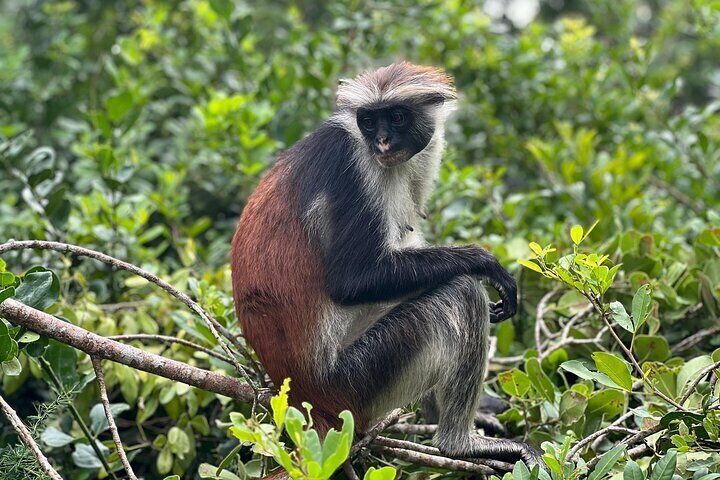 Red Colobus Monkey