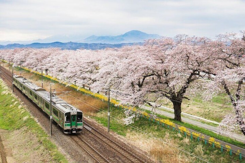 While traveling on the train from Osaka to Kyoto, one can see the Arashiyama Bamboo Forest near Arashiyama, a town in Kyoto.